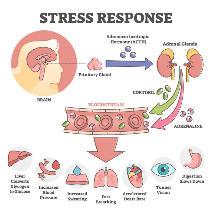 Stress Response