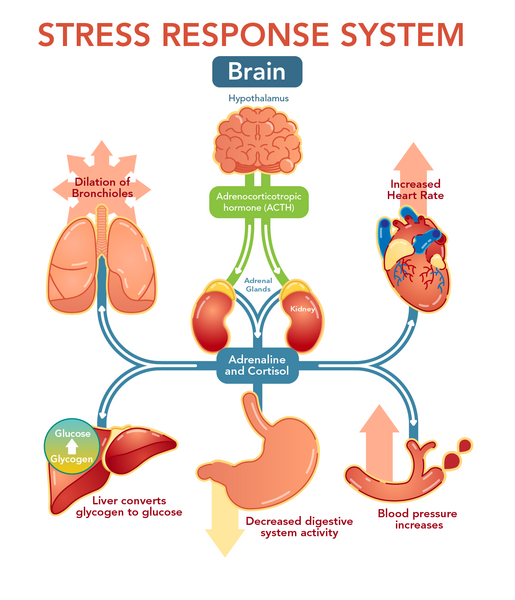 Stress Response System