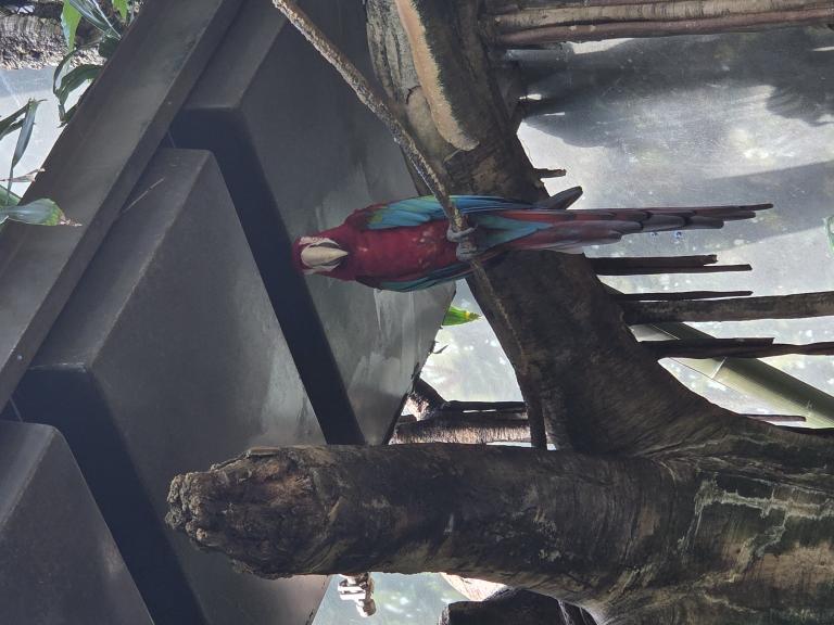 Bird