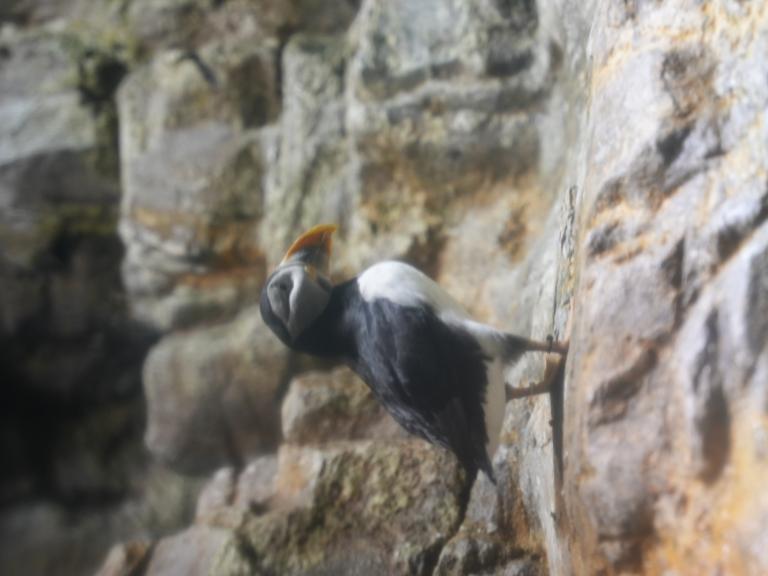 Puffin