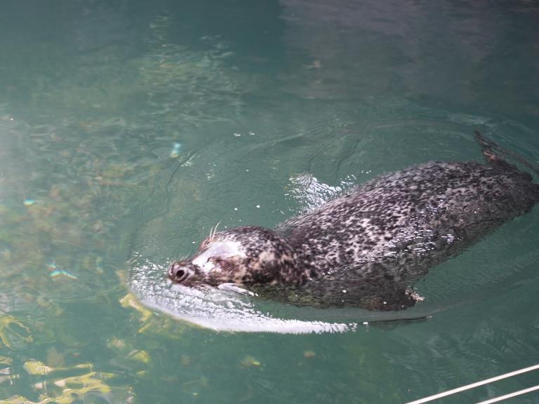 Otter
