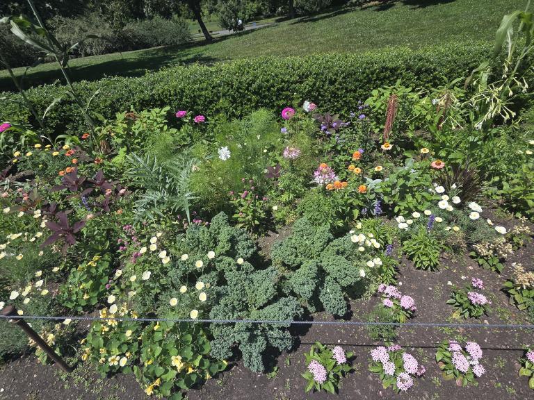 A garden bed with a variety of colorful flowers and green plants bordered by a hedge, with grass and trees in the background.