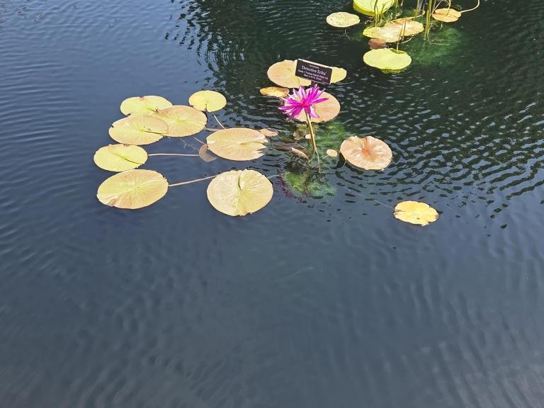 A serene pond featuring lily pads and a pink water lily. There are labels identifying the plants, and some green grass along the edge.
