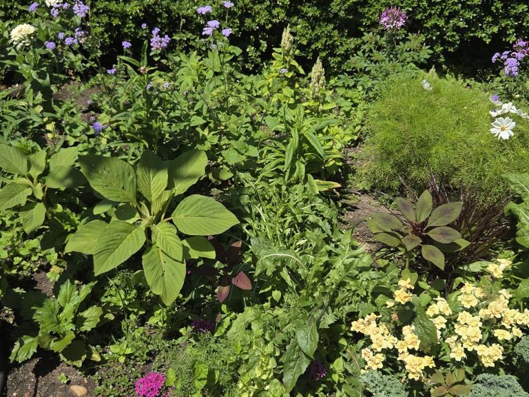 A patch of flowers and greenary on a sunny day. 