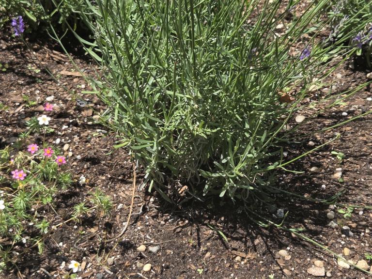 Lavender plant with purple flowers and green stems, accompanied by a metal label identifying the species.