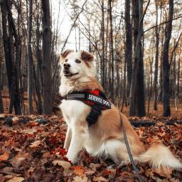Service Dog