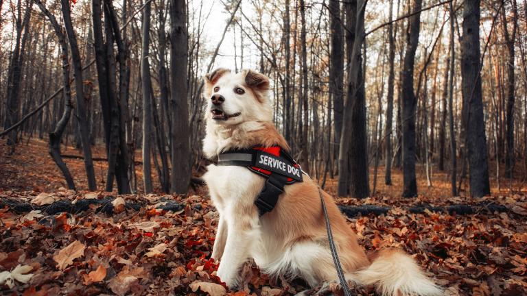 Service Dog